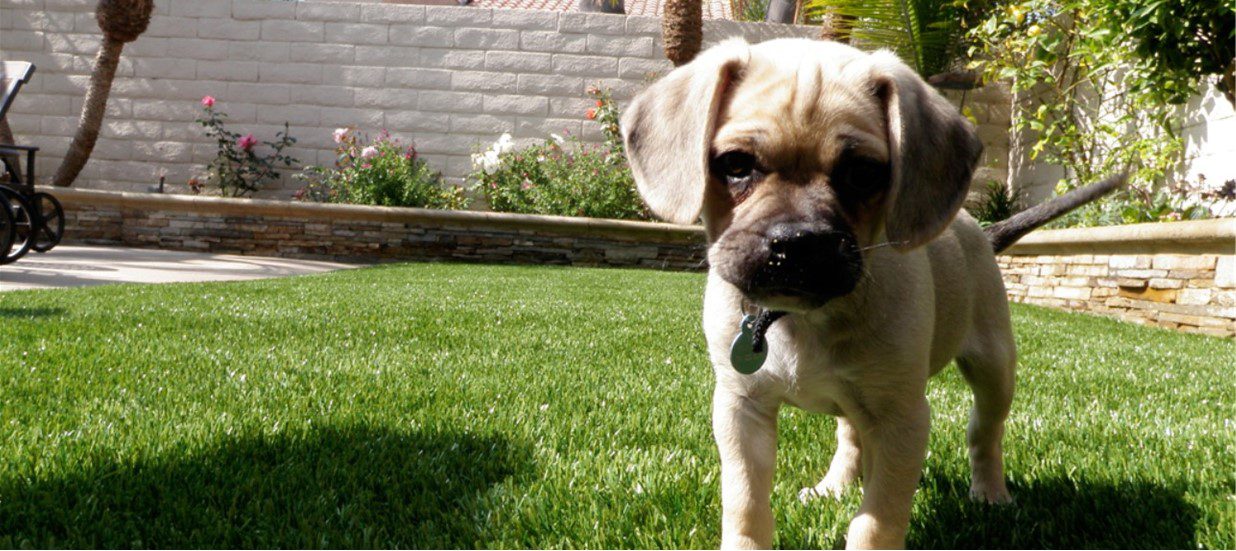 Pet Artificial Grass for Landscape, Dog Runs, Kennels, Parks, Corona